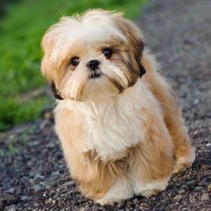 Meet your Posher, Carla